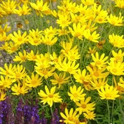 Takilma Gold Oregon Sunshine (Eriophyllum) 5 Takilma Gold Oregon Sunshine (Eriophyllum) -Garden Care Sale takila gold oregon sunshine