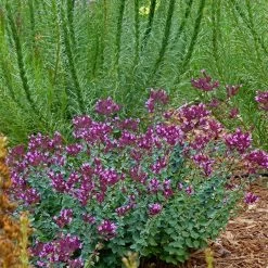 Thanksgiving Ornamental Oregano 7 Thanksgiving Ornamental Oregano -Garden Care Sale thanksgiving ornamental oregano oreganum with liatris garden