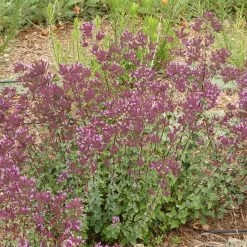 Thanksgiving Ornamental Oregano 6 Thanksgiving Ornamental Oregano -Garden Care Sale thanksgiving ornamental oregano origanum full garden