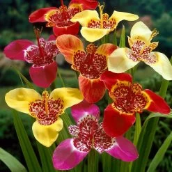 Tiger Flower Mix (Tigridia) -Garden Care Sale tigridia tiger flower mexican shell flower mix 1