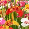 Tiger Flower Mix (Tigridia) -Garden Care Sale tigridia tiger flower mexican shell flower mix