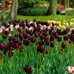 Garden Care Sale -Garden Care Sale tulip queen of the night cropped