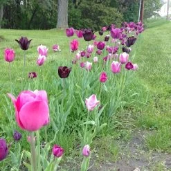 Blue Moon Triumph Tulip Mix -Garden Care Sale tulip blue moon mix cropped hm 10