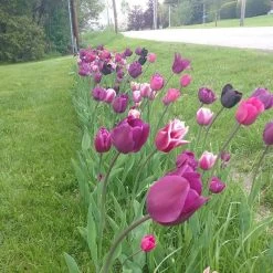 Blue Moon Triumph Tulip Mix -Garden Care Sale tulip blue moon mix cropped hm 6