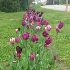 Blue Moon Triumph Tulip Mix -Garden Care Sale tulip blue moon mix cropped hm 8