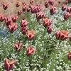 Slawa Triumph Tulip 2 Slawa Triumph Tulip -Garden Care Sale tulipa slawa triumph tulip garden cropped