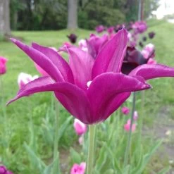 Blue Moon Triumph Tulip Mix -Garden Care Sale tulipa blue moon mix hm 3