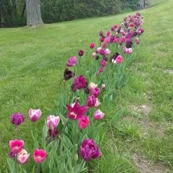 Blue Moon Triumph Tulip Mix -Garden Care Sale tulipa blue moon mix hm 4
