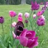 Blue Moon Triumph Tulip Mix -Garden Care Sale tulipa blue moon mix hm 5