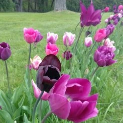Blue Moon Triumph Tulip Mix