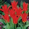 Red Emperor Tulip 2 Red Emperor Tulip -Garden Care Sale tulipredemperor 3