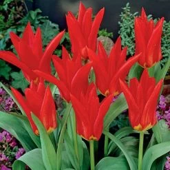 Garden Care Sale 15 Red Emperor Tulip