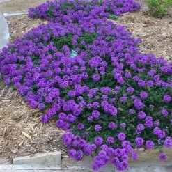 Valley Lavender® Plains Verbena 8 Valley Lavender® Plains Verbena -Garden Care Sale verbena bipinnitifida valley lavender 3
