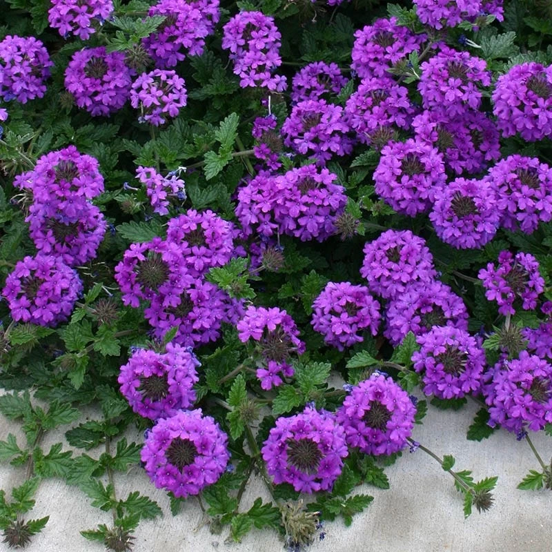 Valley Lavender® Plains Verbena 3 Valley Lavender® Plains Verbena