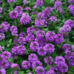 Valley Lavender® Plains Verbena 9 Valley Lavender® Plains Verbena -Garden Care Sale verbena bipinnitifida valley lavender close up