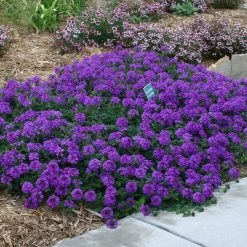 Valley Lavender® Plains Verbena 7 Valley Lavender® Plains Verbena -Garden Care Sale verbena bipinnitifida valley lavender pat hayward