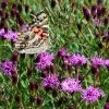 Summer's Swan Song Ironweed (Vernonia) -Garden Care Sale vernonia summer swan song american painted lady jim ault