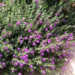 Dark Violet Skullcap (Scutellaria) -Garden Care Sale violet skullcap flower