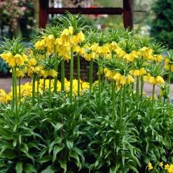 Yellow Crown Imperial -Garden Care Sale visi02917 fritillaria lutea cropped