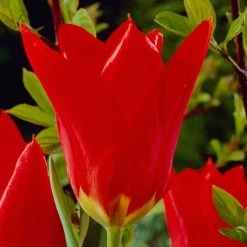 Garden Care Sale -Garden Care Sale visi04254 red emperor tulip cropped
