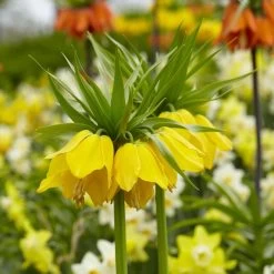 Garden Care Sale 26 Yellow Crown Imperial