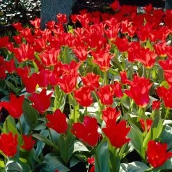 Red Emperor Tulip 11 Red Emperor Tulip -Garden Care Sale visi28048 red emperor tulip cropped