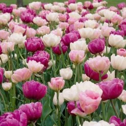 Double Late Tulip Mix 8 Double Late Tulip Mix -Garden Care Sale visi34695 double late tulip mix cropped