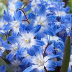Garden Care Sale -Garden Care Sale visi39226 chionodoxa forbesii blue giant cropped