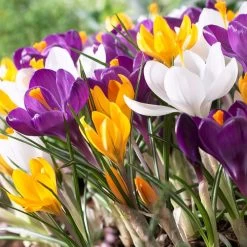 Dutch Crocus Mix 7 Dutch Crocus Mix -Garden Care Sale visi50589 dutch crocus mix cropped
