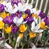 Dutch Crocus Mix -Garden Care Sale visi50590 dutch crocus mix cropped