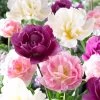 Double Late Tulip Mix 1 Double Late Tulip Mix -Garden Care Sale visi51809 double late tulip mix cropped