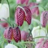 Snake's Head Fritillary -Garden Care Sale visi59755 fritillaria meleagris cropped