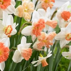 Garden Care Sale -Garden Care Sale visi87437 60days of daffodils cropped