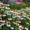 PowWow® White Echinacea -Garden Care Sale walers gardens echinacea powwow white