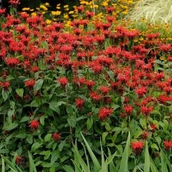Jacob Cline Bee Balm 7 Jacob Cline Bee Balm -Garden Care Sale walters gardens monarda jacob cline cropped 1 1 1