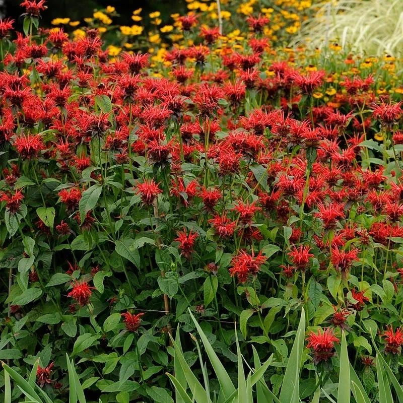 Jacob Cline Bee Balm 5 Jacob Cline Bee Balm - Image 3