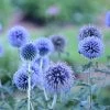 Blue Glow Echinops -Garden Care Sale walters gardens echinops blue glow cropped