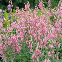Elfin Pink Penstemon -Garden Care Sale walters gardens penstemon elfin pink cropped