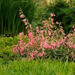 Elfin Pink Penstemon -Garden Care Sale walters gardens penstemon elfin pink cropped 3