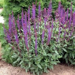 Caradonna Salvia -Garden Care Sale walters gardens salvia caradonna cropped 1