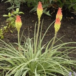 Fire Dance Red Hot Poker -Garden Care Sale walters gardens kniphofia fire dance cropped