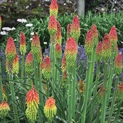 Fire Dance Red Hot Poker -Garden Care Sale walters gardens kniphofia fire dance cropped