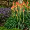 Fire Dance Red Hot Poker 1 Fire Dance Red Hot Poker -Garden Care Sale walters gardens kniphofia fire dance with lavender munstead cropped 1