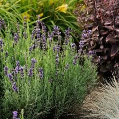 Hidcote Blue English Lavender -Garden Care Sale walters gardens lavandula hidcote cropped 1