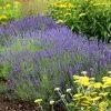 Hidcote Superior English Lavender 1 Hidcote Superior English Lavender -Garden Care Sale walters gardens lavandula hidcote cropped 2
