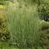 Heavy Metal Blue Switch Grass -Garden Care Sale walters gardens panicum heavy metal cropped