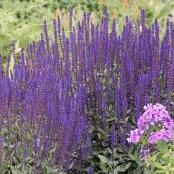 Caradonna Salvia -Garden Care Sale walters gardens salvia caradonna cropped