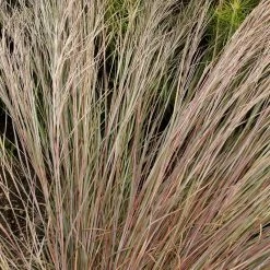 Prairie Blues Little Bluestem Grass -Garden Care Sale walters gardens schizachyrium prairie blues close up foliage cropped