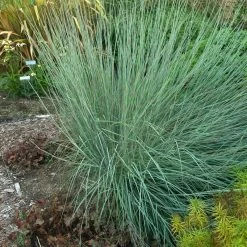 Prairie Blues Little Bluestem Grass -Garden Care Sale walters gardens schizachyrium prairie blues cropped 1