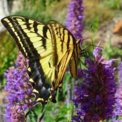 Blue Blazes Agastache 10 Blue Blazes Agastache -Garden Care Sale western swallowtail sipping agastache blue blazes 3